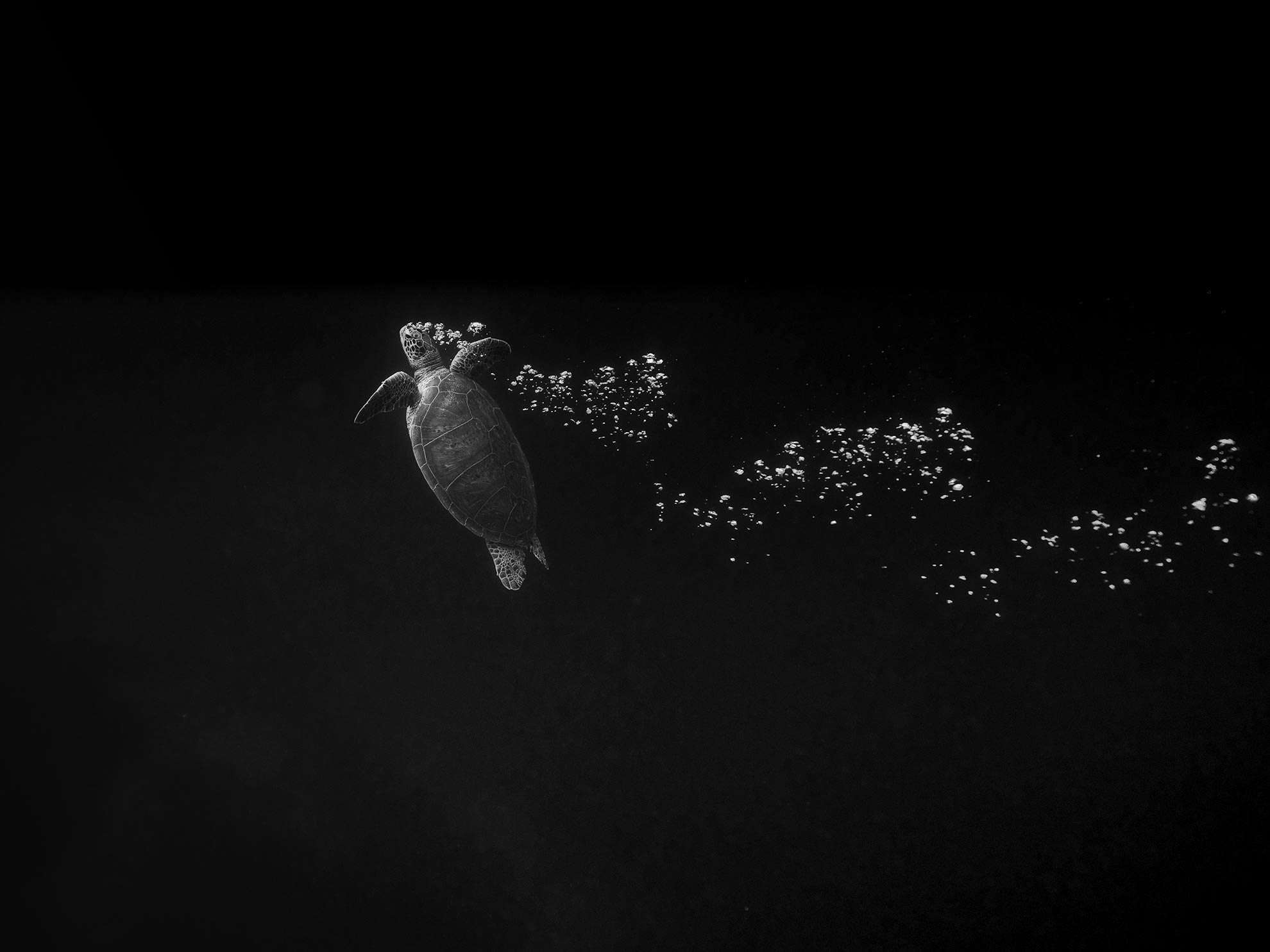 Conservation Freediving Bohol gallery photo 5