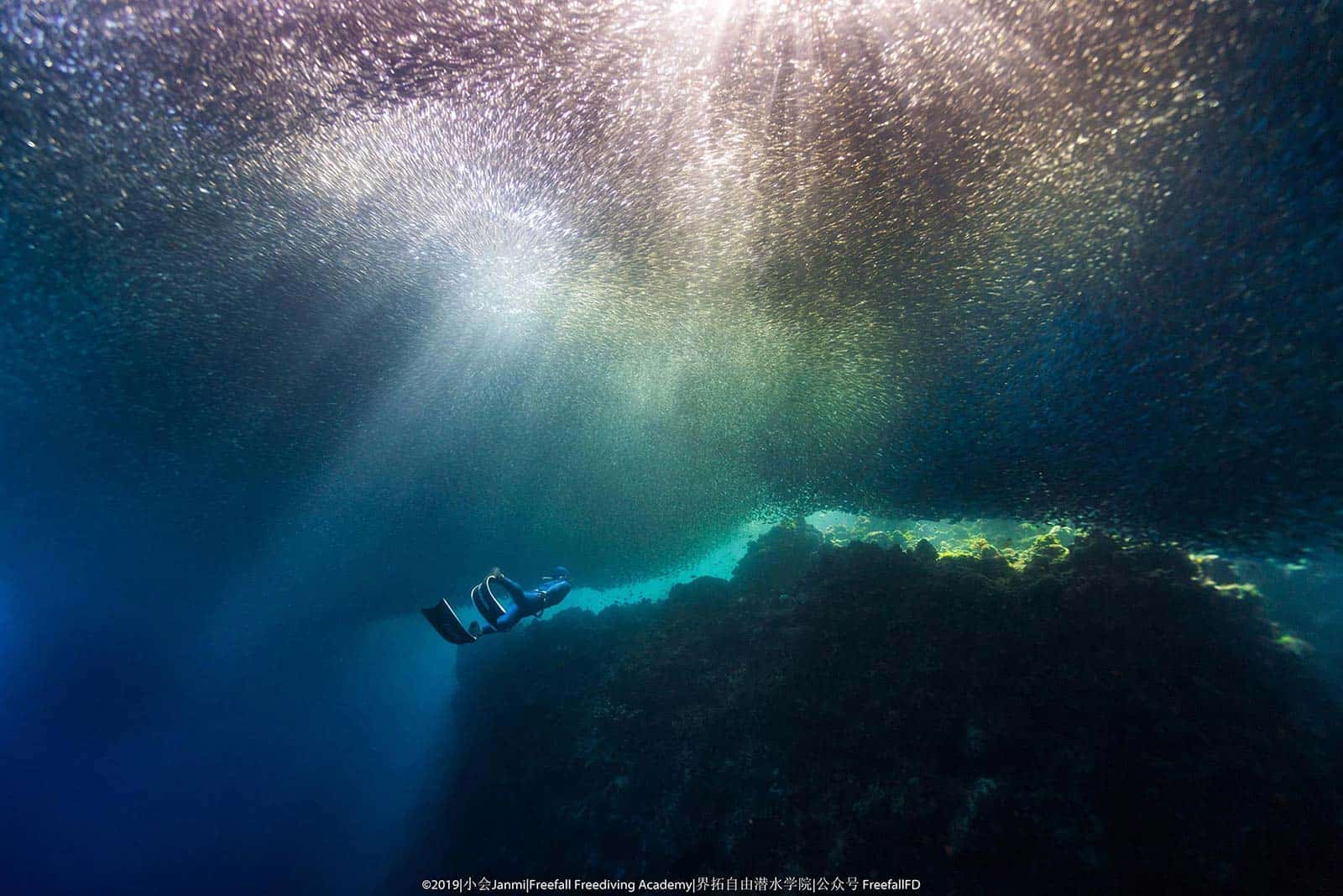 Conservation Freediving Bohol gallery photo 2
