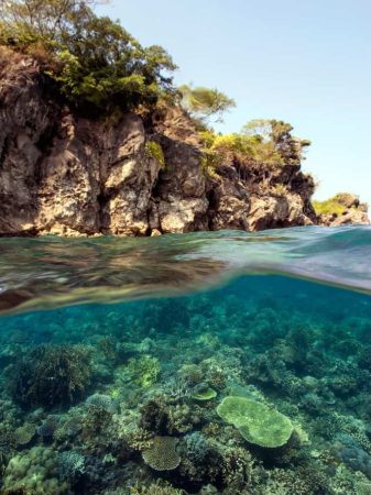 Marine Conservation courses allow to monitor, maintain and restore coral reefs
