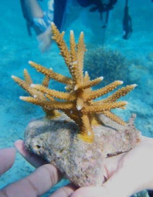 Illustration of a coral rehabilitation process during a Marine conservation course